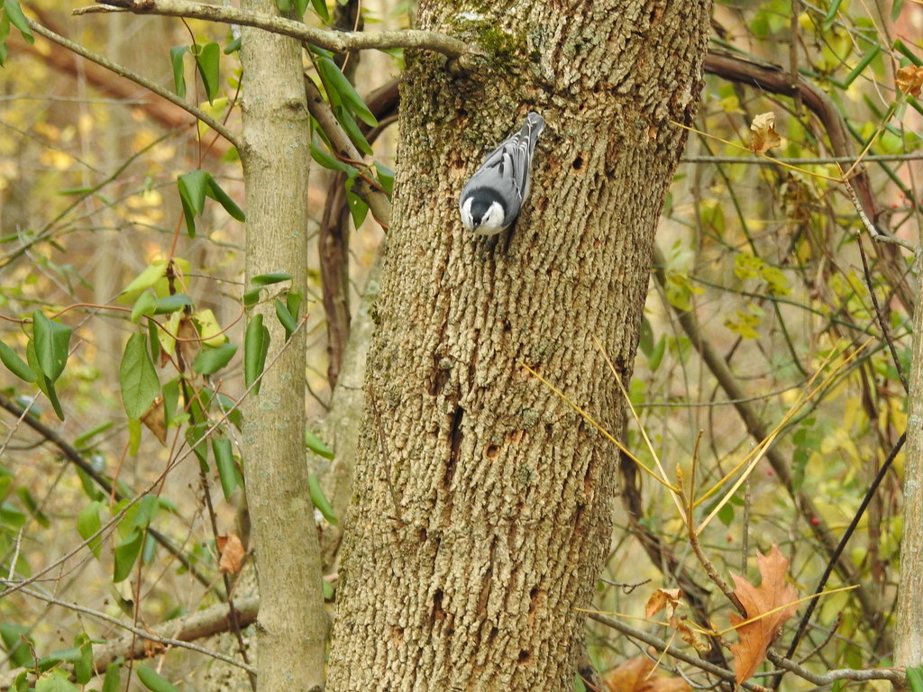 White-breasted Nuthatch. Photo by Pat McGuigan.