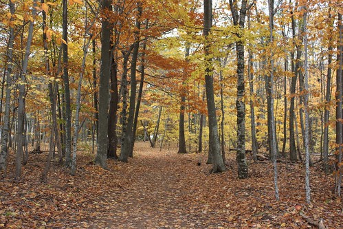 charlottetown pei canada royaltyoaks trees leaves forest woods fall autumn foliage