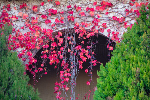 autunno autumn herfst rosso rood red castiglionedellago