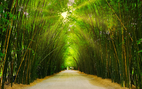 thailand saraburi grove tunnel bamboo temple sunbeam landscape lush idyllic foliage sun