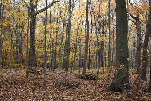 charlottetown pei canada royaltyoaks trees fall autumn foliage woods forest