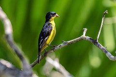Belize, Black head & Wing yellow brest Bird