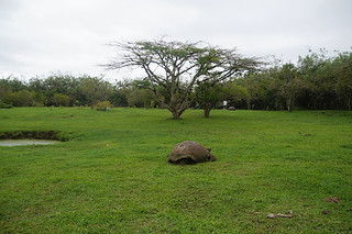 21-302 Reuzenschildpadden bij boerderij