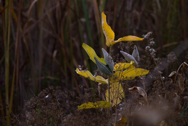 Milkweed Pods