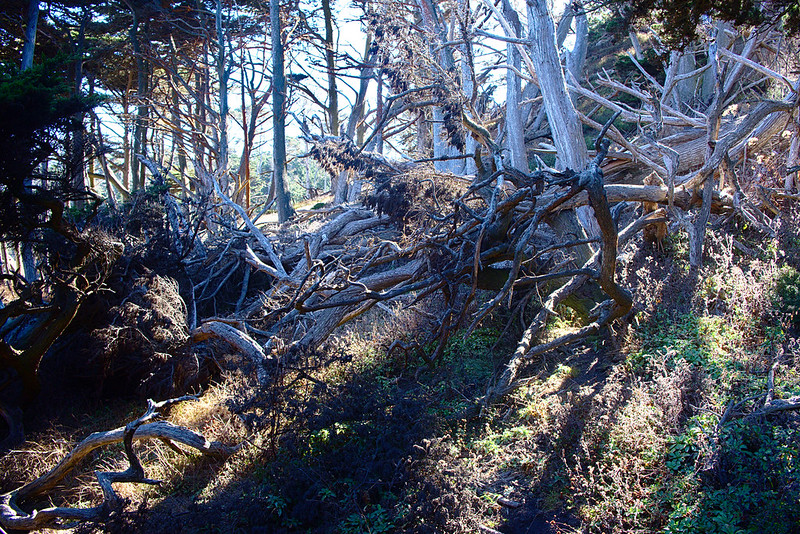 North Shore trail, Point Lobos