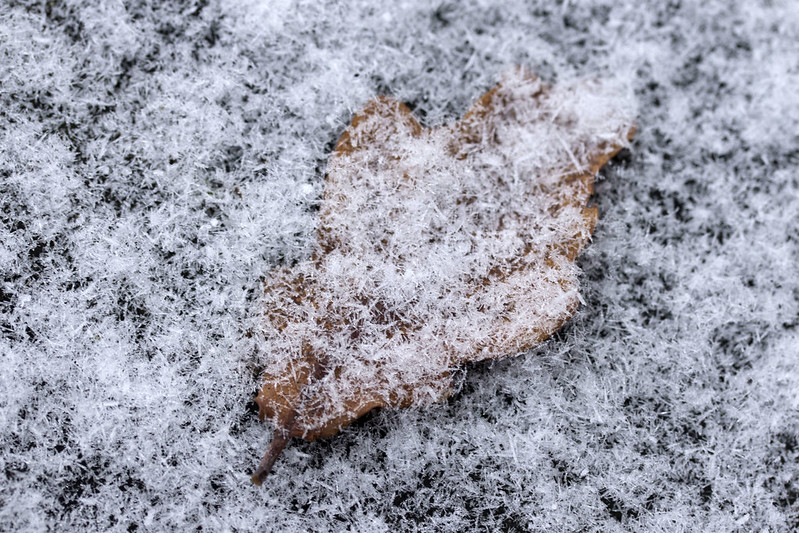 Frost-covered leaf