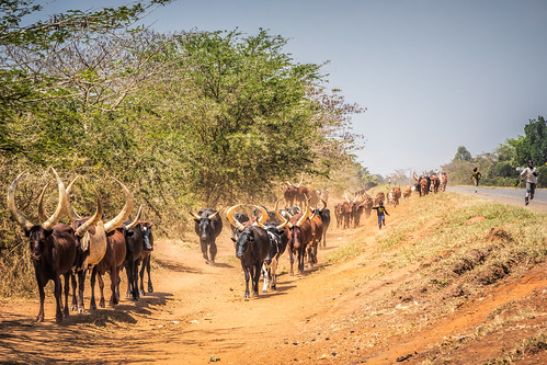 uganda oeganda afrika africa hoima ankolelonghorncow cow cattlemen children ankolelonghorn cattle horns road