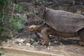 21-054 Charles Darwin Center - reuzenschildpadden