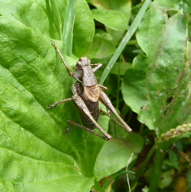 Dark bush cricket
