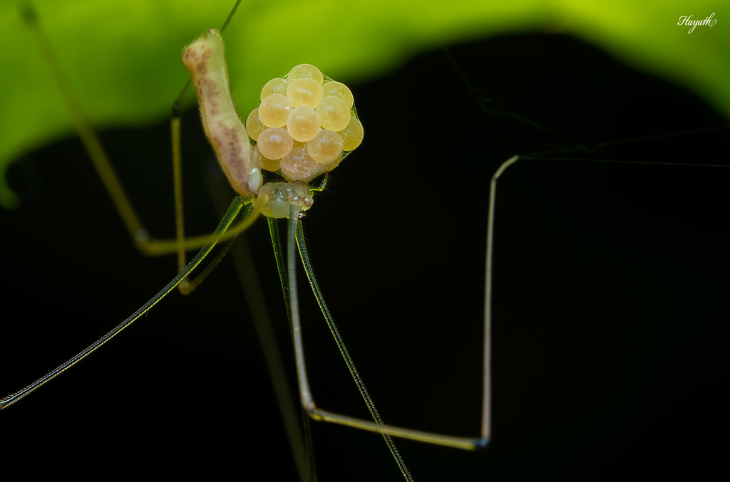 Cellar spider, Pholcidae with eggs