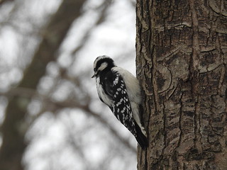 Downy woodpecker at Rocky River Reservation by Debra Sweeney