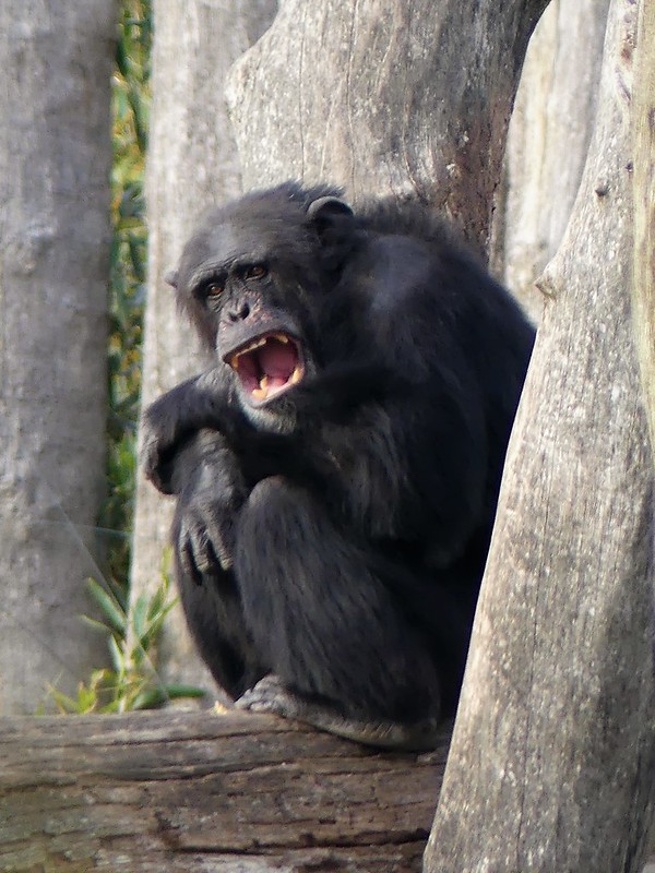 Schimpanse - Zoo Osnabrück