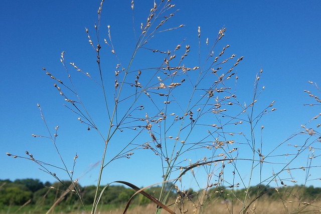 Switchgrass seedheads against a bright blue sky.