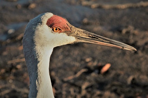 fauna wildlife fall december birds bird lakelife lake sandhill cranes crane fowl