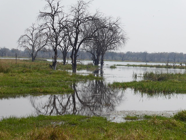 Vuelo sobre el Delta del Okavango. Llegamos a Moremi. - POR ZIMBABWE Y BOTSWANA, DE NOVATOS EN EL AFRICA AUSTRAL (41)