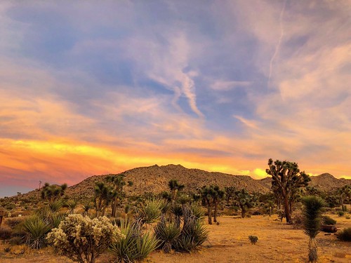 animals outdoors outside pretty gorgeous nature yard serenegreencabin airbnb iphonex ryanhallock atmosphere goldenhour beauty desert joshuatree naked saturation hue colors colored mountains sun sunset clouds sand yucca mojave