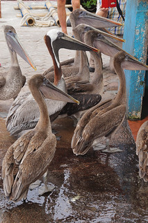 21-251 Bruine pelikanen bij vismarkt