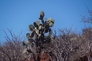 20-481 Cactus Rabida