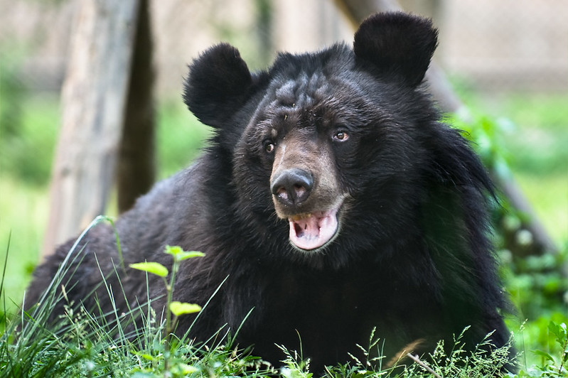 MoonBearMonday: 15 years after rescue, Bodo still relishes every day – and  every leaf