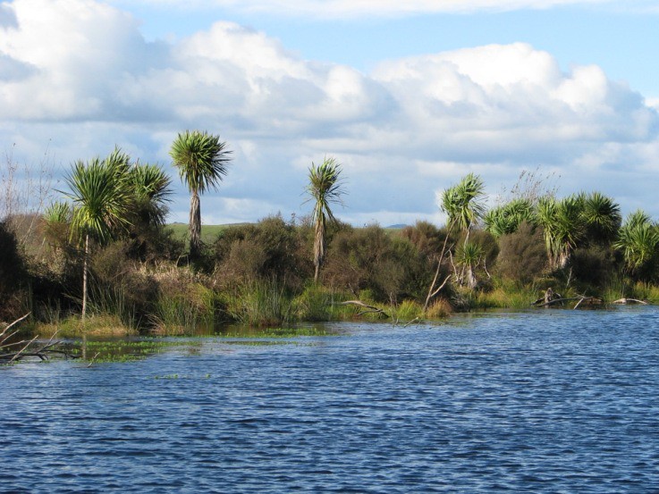 紐西蘭的萬卡馬立奴濕地。圖片來源：K‧Duggan（GFDL 1.2）