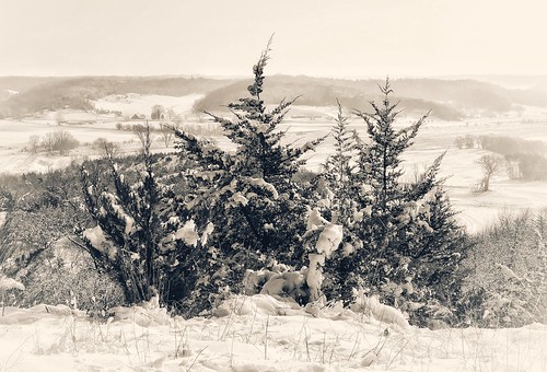 iphoneography iphoneology iphoneographer iphonology white snowcovered snowy snowing snow winter cold view loesshills pinetree pine tree midwest crescent mtcrescent iowa