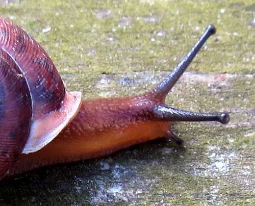 snail4