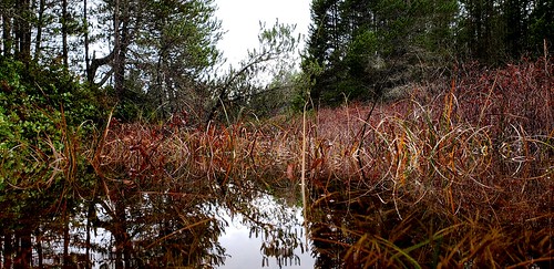 lake wetland kitsappeninsula galaxys9 spiraeadouglasii harhack steeplebush gaultheriashallon salal trail flood duckseye grass