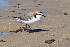 Waders - Plover - Red-capped (male) (Charadrius ruficapillus)