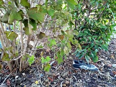 LOST SNEAKER - Photo of Sireuil