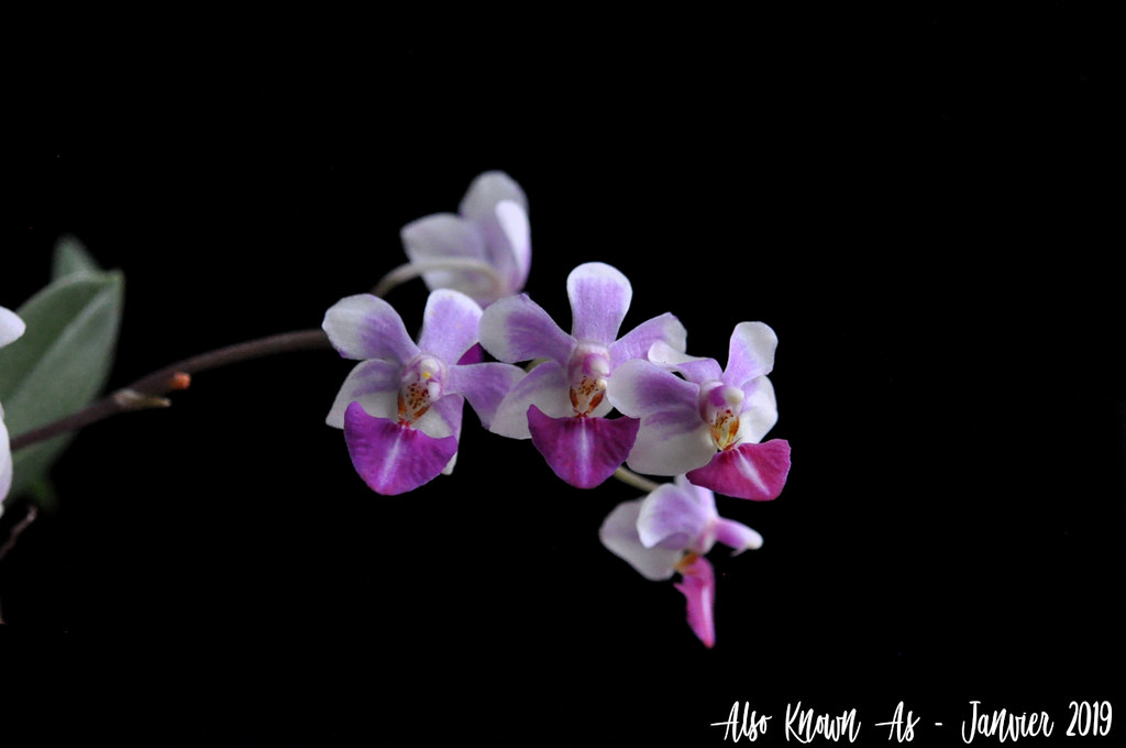 Phalaenopsis Anna-Larati Soekardi (pulcherrima x parishii) 45897503225_09f450bb82_b