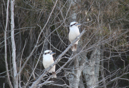 kookaburra bird mollymook nsw australia pair couple