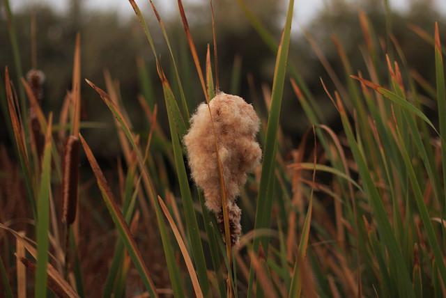 open Cattail