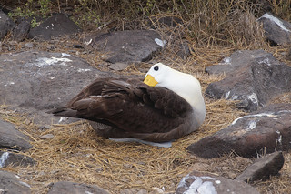 22-335 Galapagos Albatros