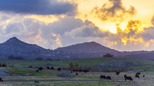 cows rural ramona california sandiego timelapse sunset clouds sky weather