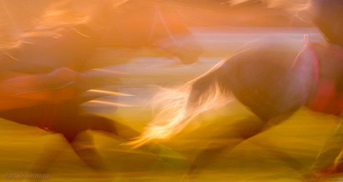 horses training sunrise abstract artistic aesthetic cinematic horsetail soft pastel animal speed fast trainingride
