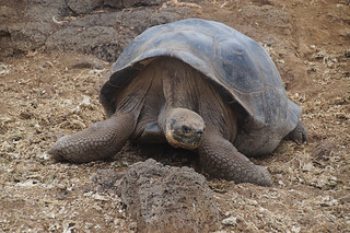 21-041 Charles Darwin Center - reuzenschildpadden