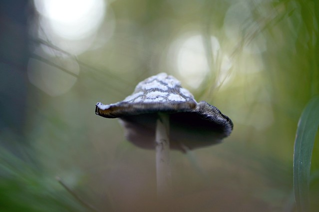 Mushroom bokeh