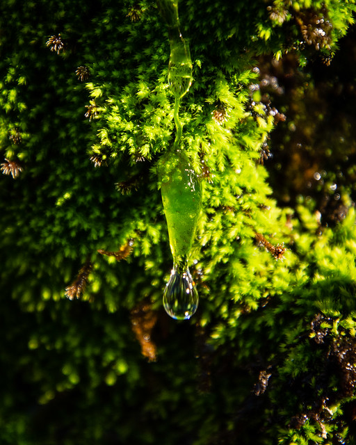 water drip on moss