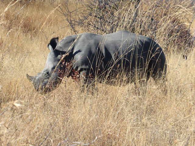 POR ZIMBABWE Y BOTSWANA, DE NOVATOS EN EL AFRICA AUSTRAL - Blogs de Africa Sur - Explorando el Parque Nacional de Matobo (8)