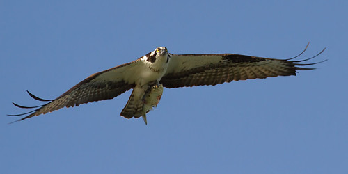 cmsheehy colemansheehy nature wildlife bird osprey fishhawk rappahannock virginia pandionhaliaetus hawk