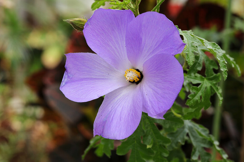 ２月９日 ハイビスカスに似た花 ブルーハイビスカス アシタカ 妄想植物園