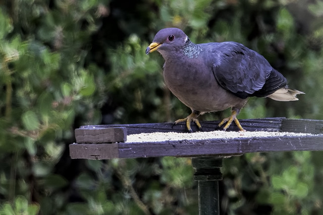 Chilao V.C.: Band-tailed Pigeon