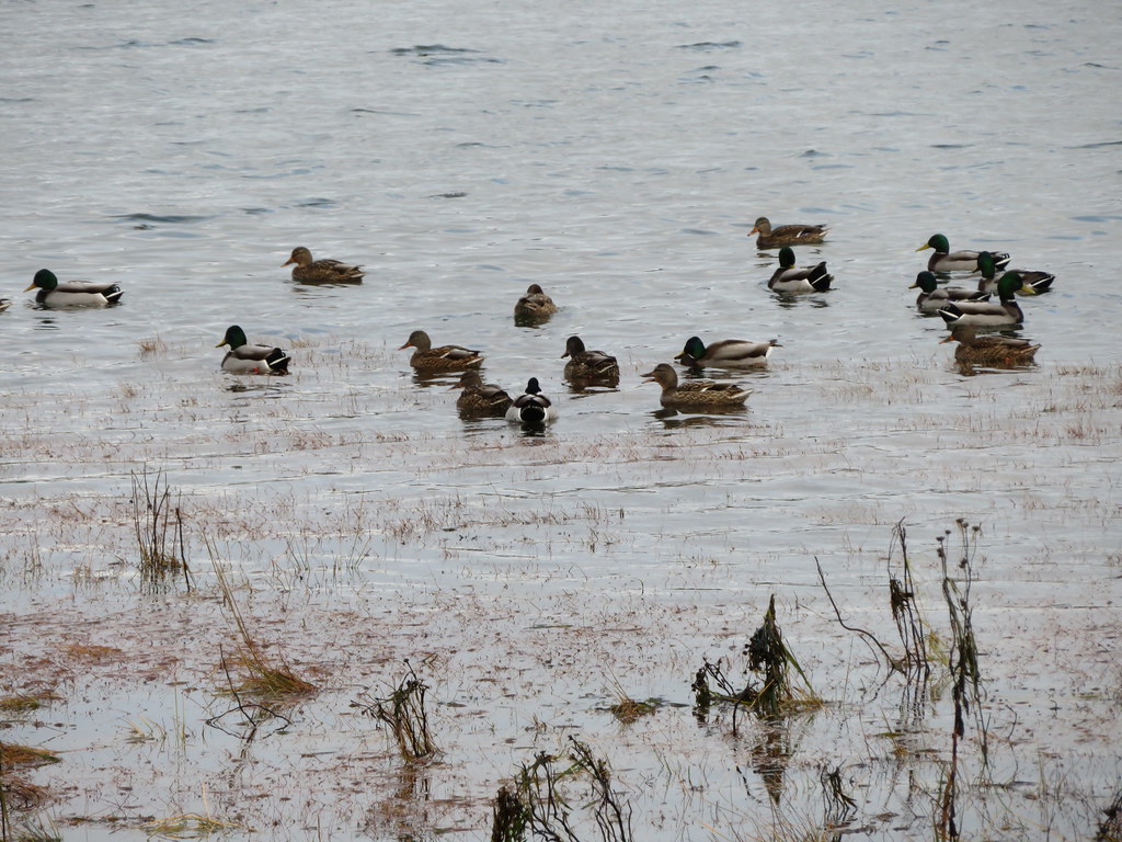 Ducks at the Comox valley Estuary.
