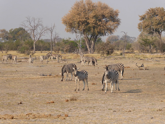 Vuelo sobre el Delta del Okavango. Llegamos a Moremi. - POR ZIMBABWE Y BOTSWANA, DE NOVATOS EN EL AFRICA AUSTRAL (42)