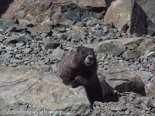 Friendly neighborhood marmot on Wheeler Peak, Carson National Forest, New Mexico