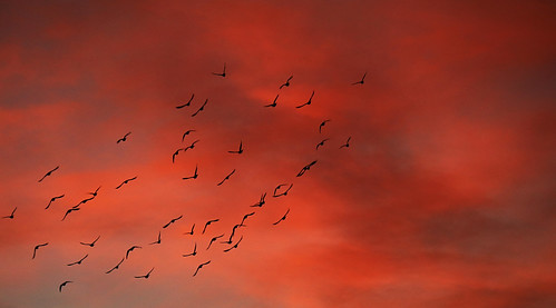 art beauty bright colorful colourful colors colours contrast dark downtown light minimalism natural perspective pattern pretty scene sky southwest study texture tone world bird sunset cloud albuquerque newmexico fly flock flight silhouette