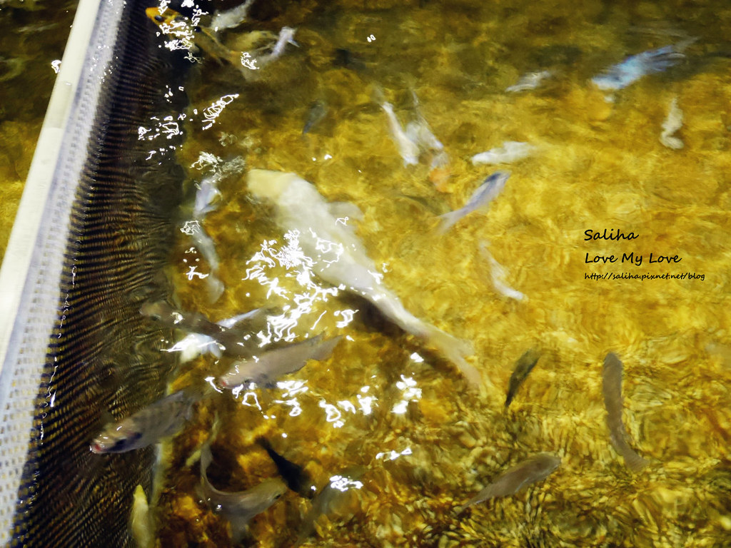 宜蘭礁溪一日遊景點推薦礁溪湯圍溝重口味溫泉魚去角質 (15)