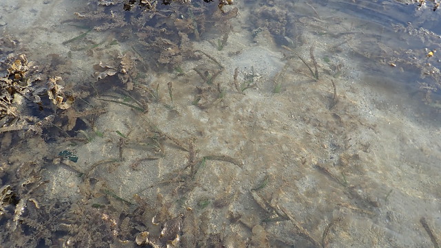 Various seagrasses
