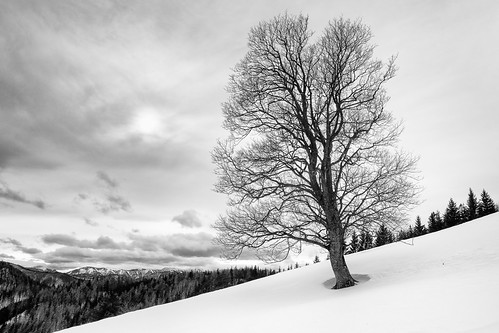 niederösterreich baum österreich sonne hochstaff winter sw bw bn tree