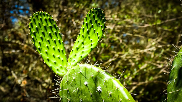 Prickly